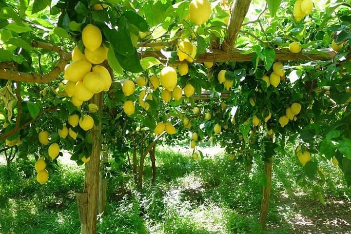 Lemon grove