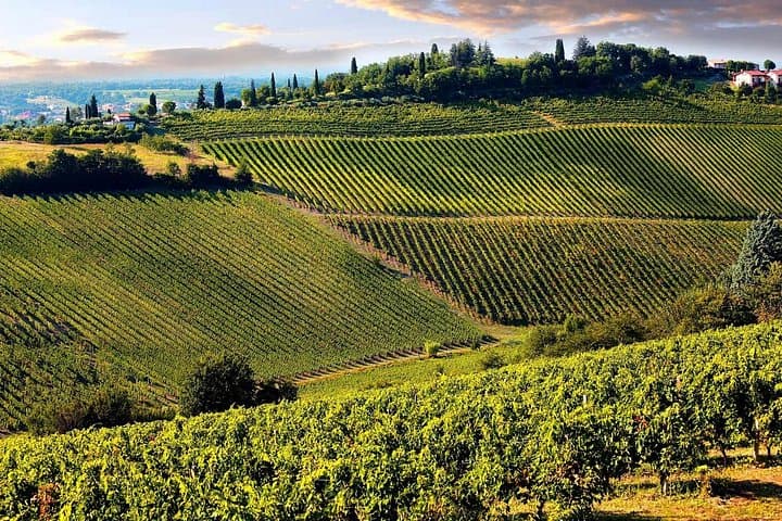 wineries on the hills