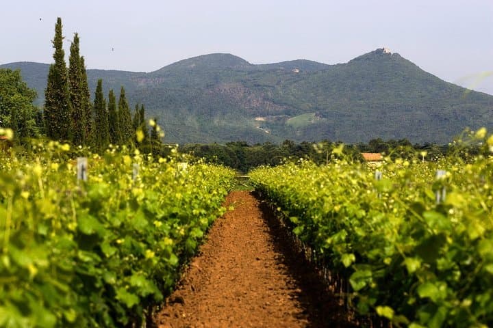 Vineyards Terre del Marchesato