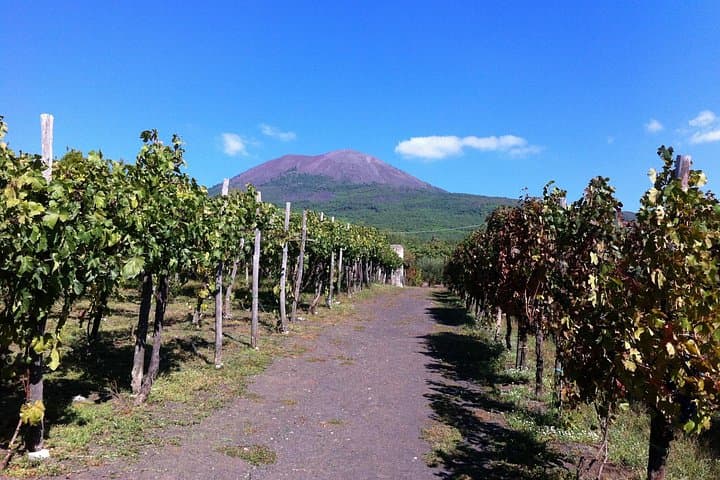 Vineyard on Vesuvio' slopes