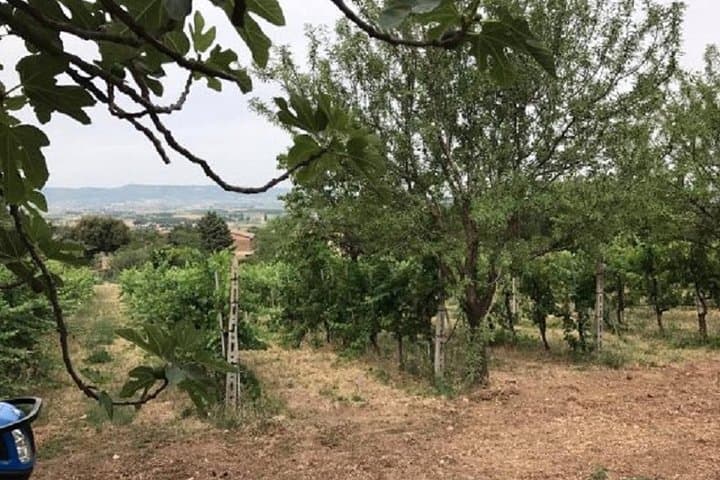 Winery tour with wine tasting from Assisi