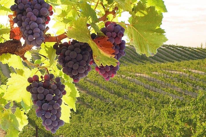 Private Tour to Siena and San Gimignano with Wine Tasting & Lunch