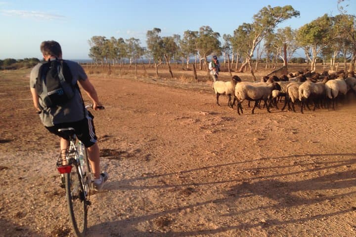 Puglia Bike Tour: Cycling Through the History of Extra Virgin Olive Oil