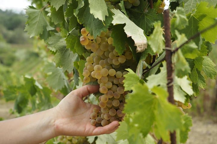 The local wine varietal