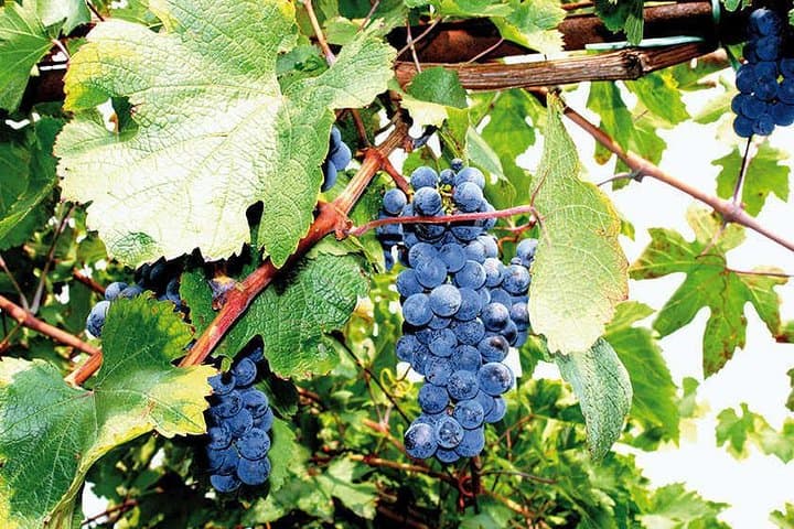 Wine Tasting