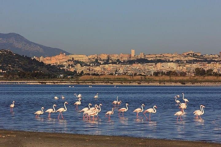 Pink flamingos in front of the laguna of Santa Gilla