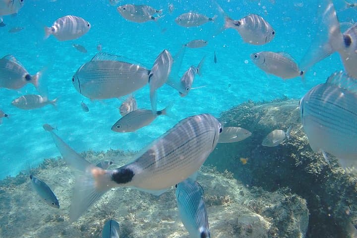 Fishes inside the sea