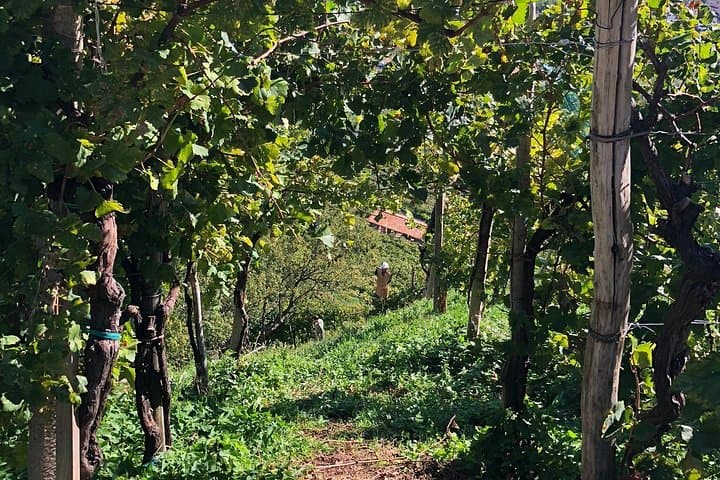 A Sparkling Day in the Prosecco Hills from Venice