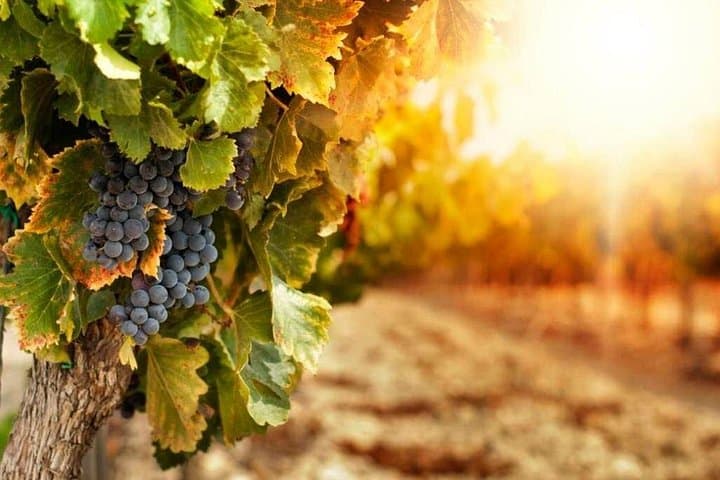 Transportation to Etna Wine Tasting from Messina