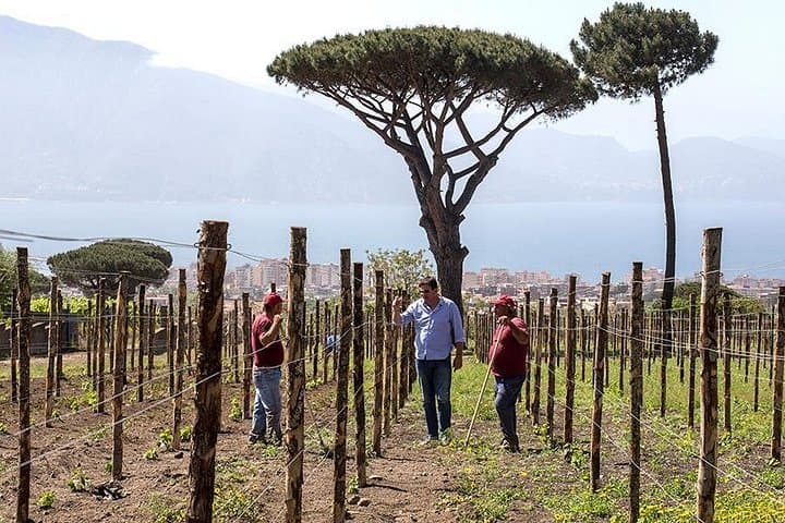 Organic Wine Tasting & Lunch Experience on Mt Vesuvius