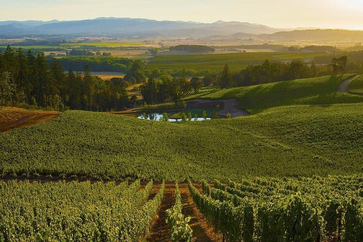Half Day Chianti Wine Tour with Private Luxury Van
