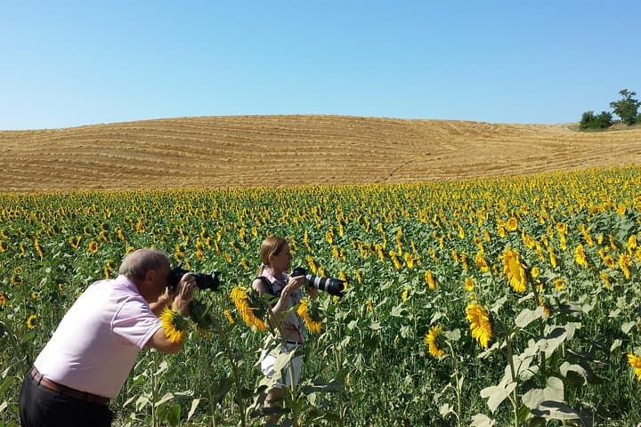 Sunflower fields