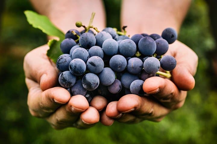 Sangiovese grapes