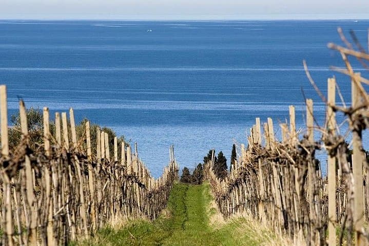 Slovenian Coastal Vineyards