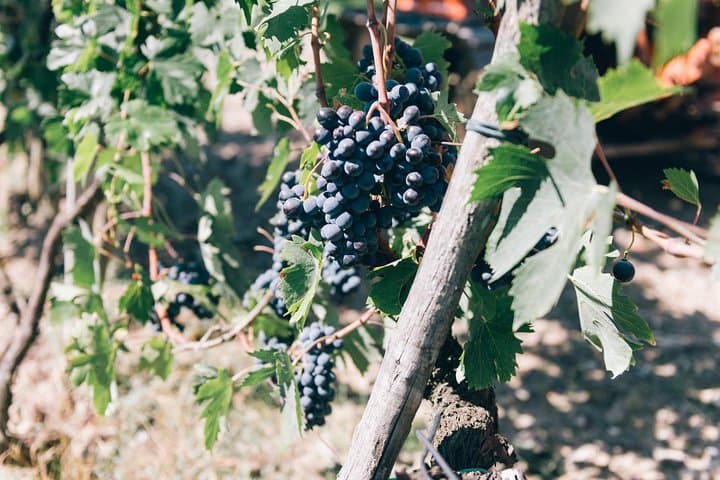 visit vineyard
