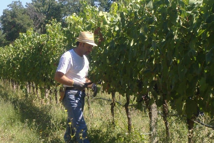 Working in the vineyards
