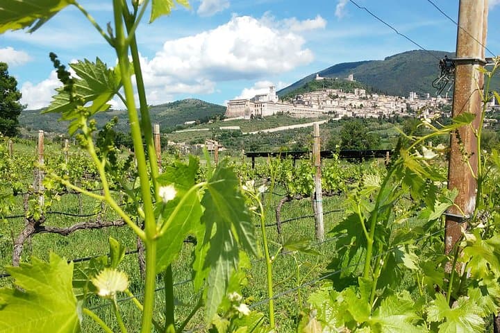 The amazing view from the vineyards