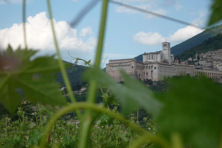The amazing view from the vineyards