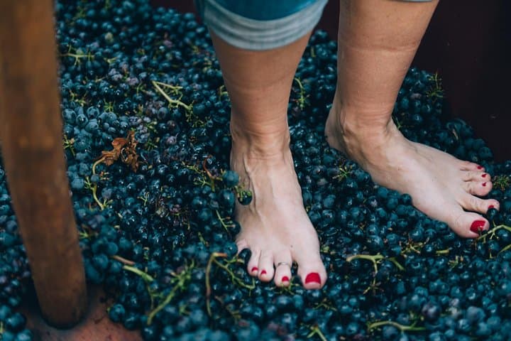 Private Grape stomping at Chianti Farmhouse