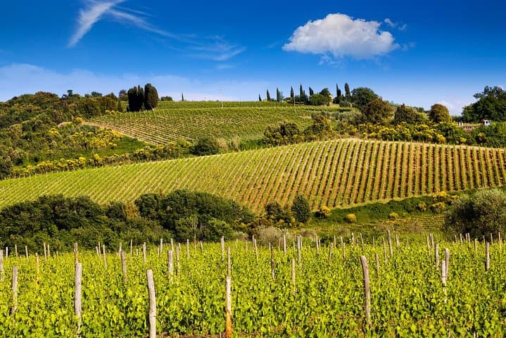 Private Montalcino and Pienza Tour from Siena