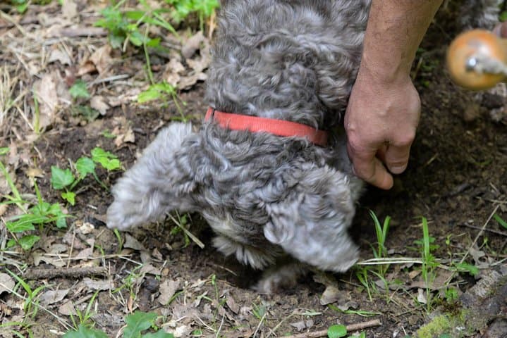 Private Truffle Hunting in Chianti from Florence