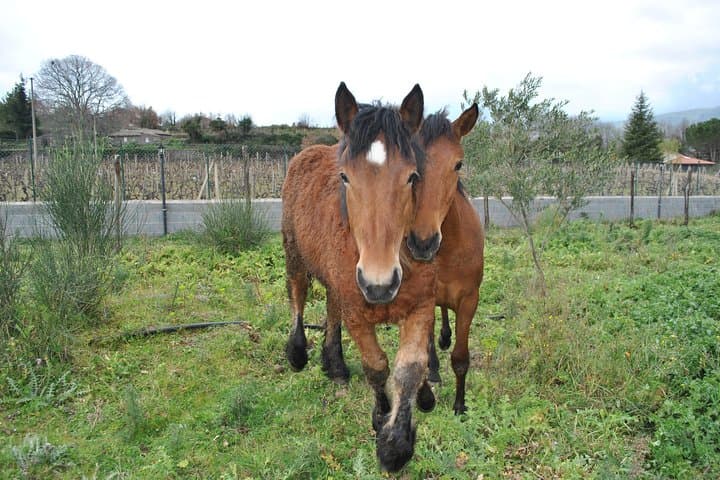 Private Horseback Riding Tour on Etna Area + Traditional Lunch