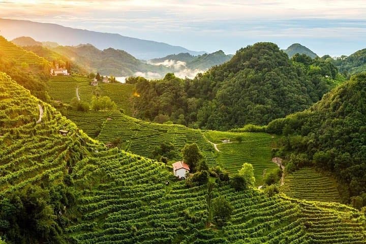 Premium Prosecco Hills Winery Tour with Prosecco Tastings & Food
