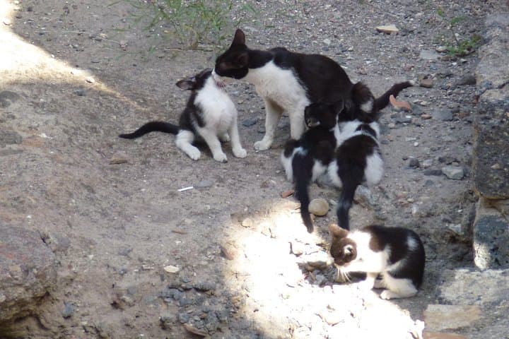 Residents of Siracusa