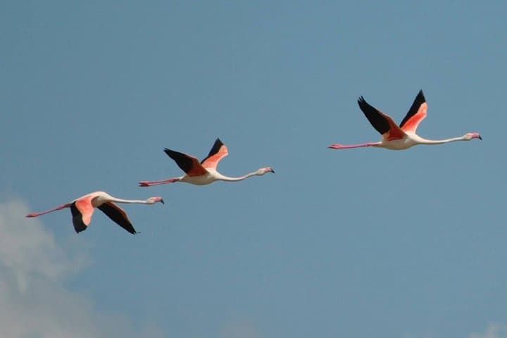Flamingos Sightseeing Segway Tour