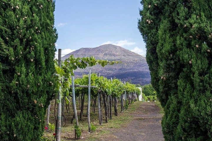 Organic Wine Tasting & Lunch on Vesuvius with Transfer from Sorrento Peninsula