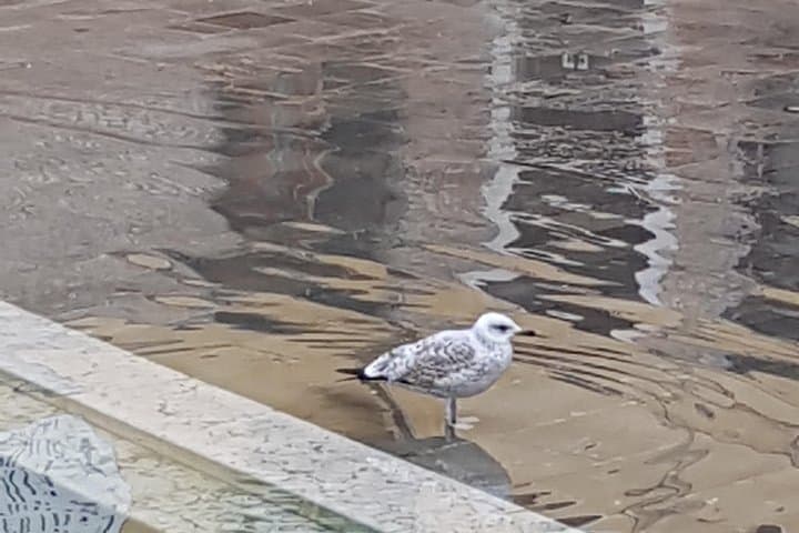 Venice is a labyrinth, getting lost is discovering Venice by the Venetians