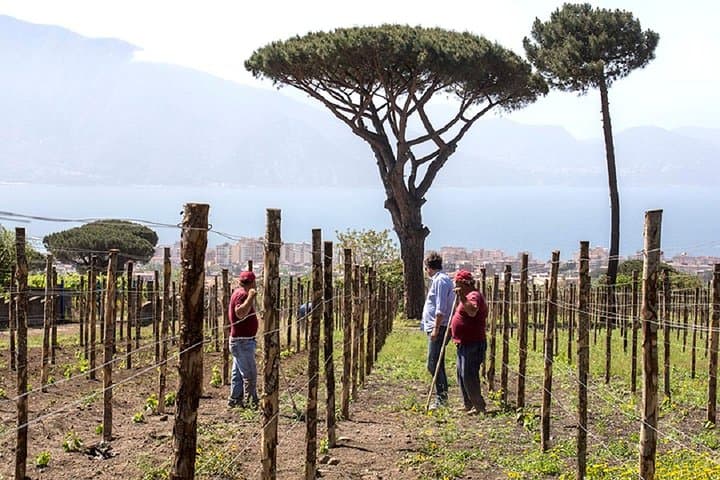 Pompeii Ruins & Wine Tasting with Lunch on Vesuvius with Private Transfer