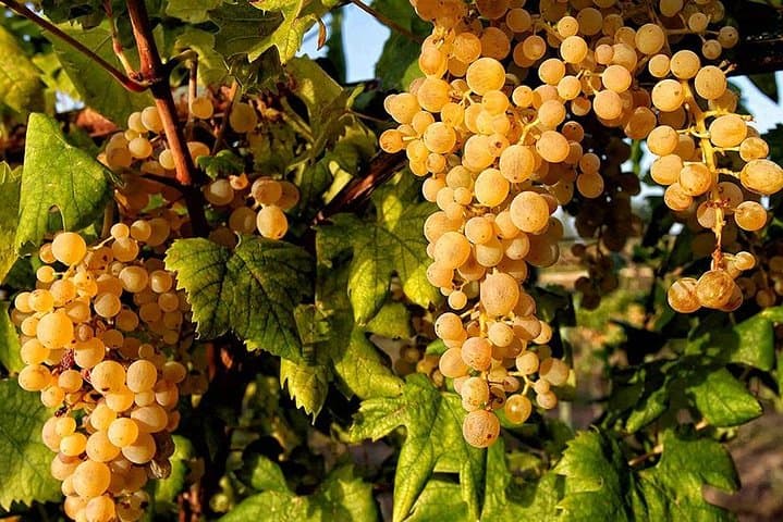 Full Day Small Group Pompeii Tour from Sorrento with Local Wine Tasting