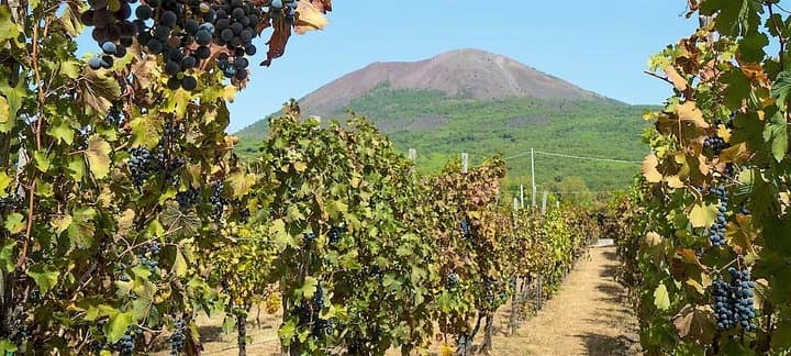 Lacrima Cristi Winery