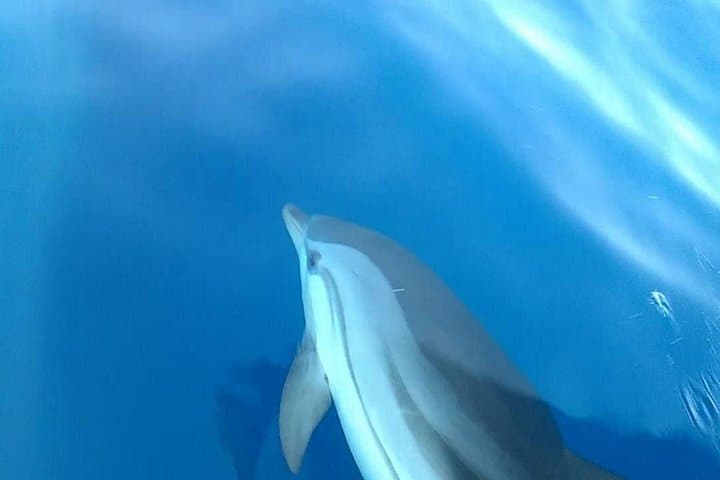 Fishing, Snorkelling & Dolphin Boat Tour