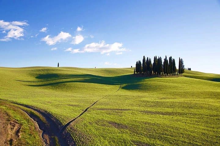 Cypresses in Val d'Orcia