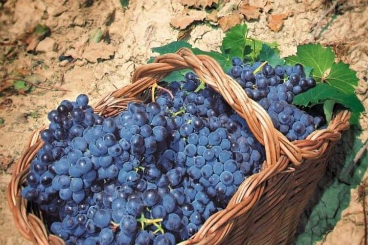 Rome's Vineyard Symphony: Countryside Winetasting Experience