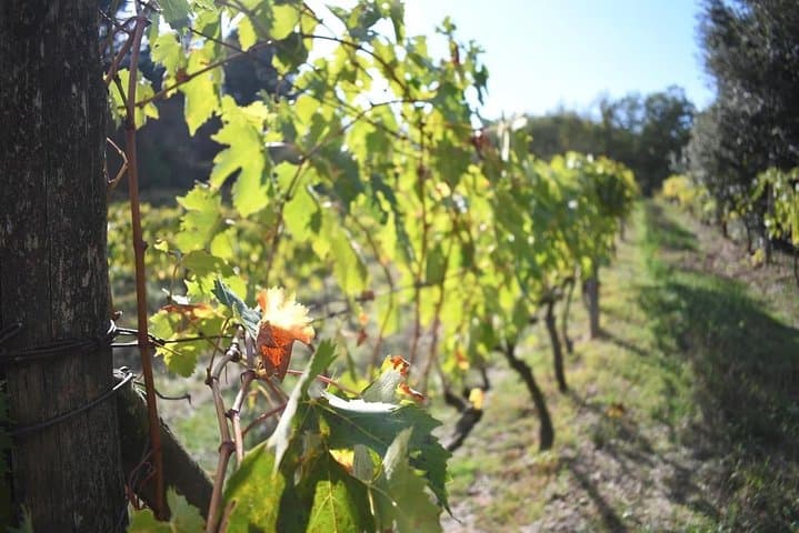 Brunello Vineyards Bus Tour