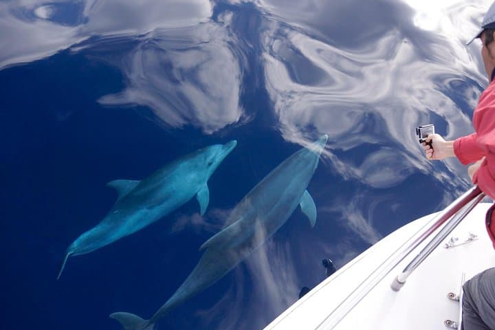 Two dolphins approach the boat to observe us!