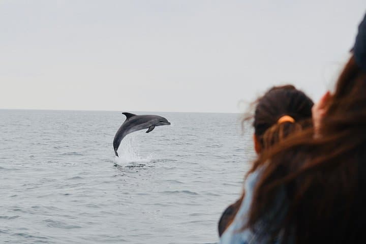 The winter season is the best time to watch dolphins in courtship.