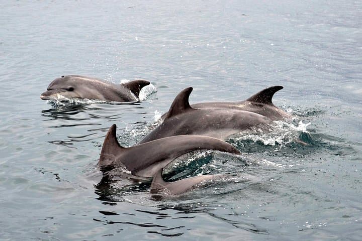 Alghero - Dolphin Watching (Spring & Autumn Tour)