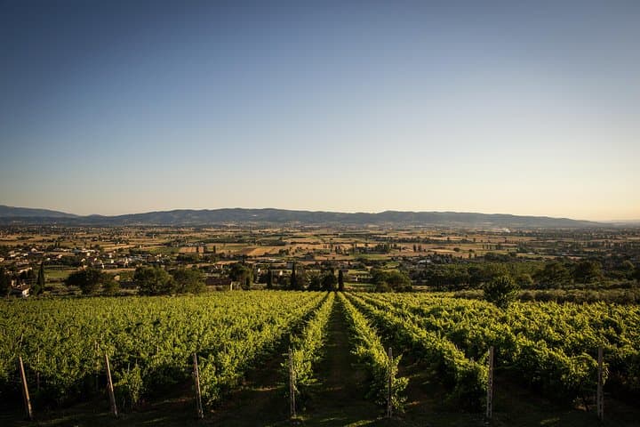 visit of one of the organic vineyards