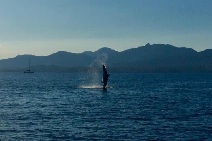Dolphin Watching Tour - from Golfo Aranci