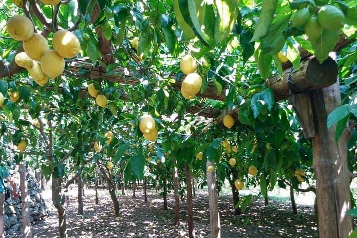Discover Sorrento: Oil & Lemon Tour