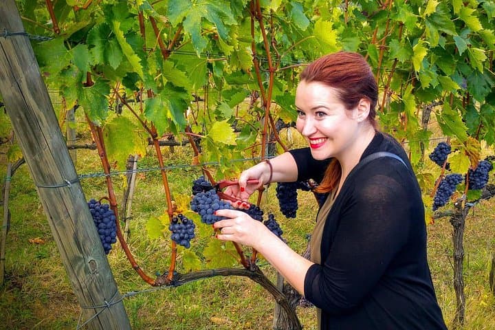 Harvesting in Montalcino