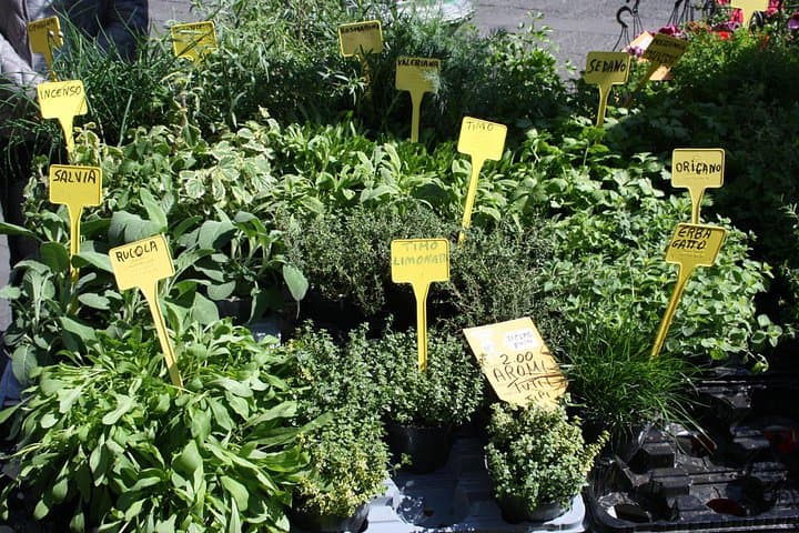 Campo dei Fiori Market and Trevi Fountain District Food & Wine Tour in Rome