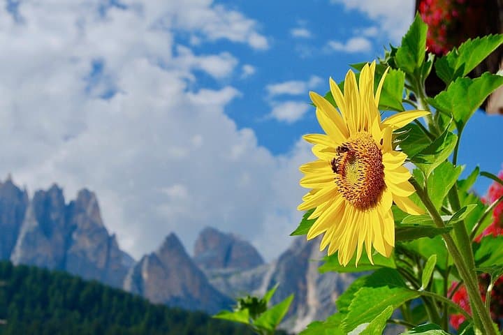 Dolomites Adventure: Full Day Small Group Tour from Venice