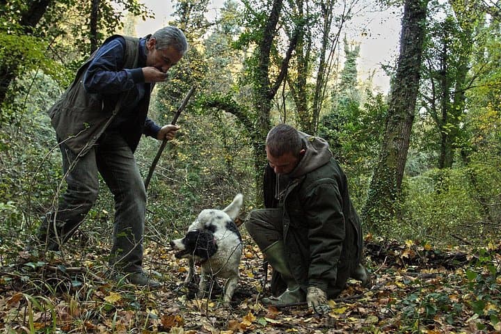 Truffle Hunt & Wine Tasting
