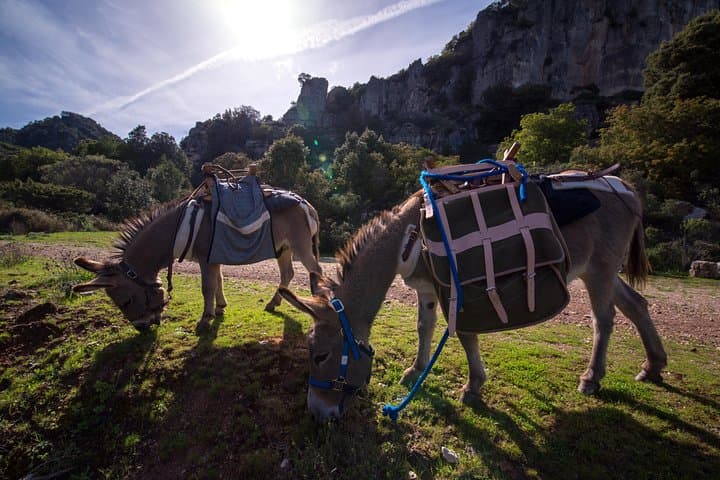 DISCOVER THE SARDINIA, THE WAYS OF TRANSHUMANCES with ANES