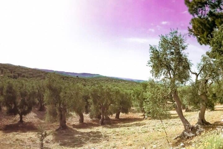 Discovering extra virgin olive oil